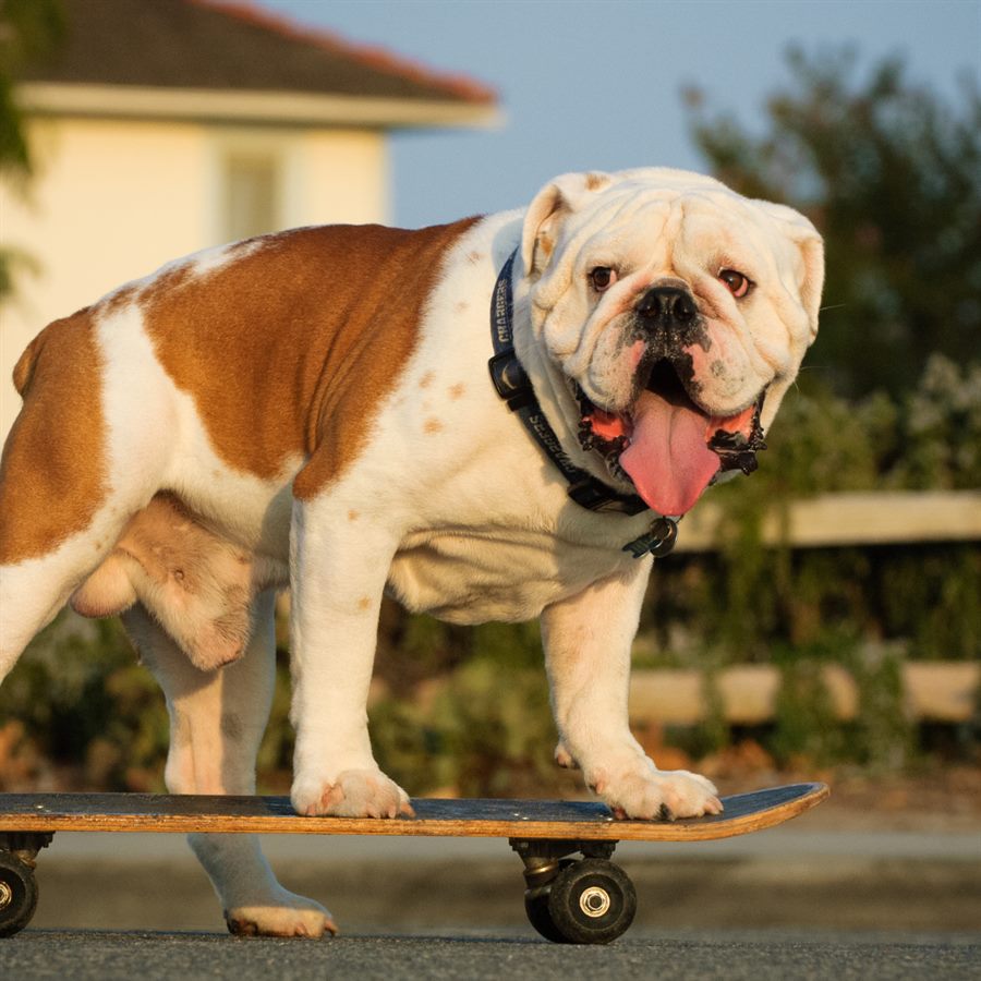 Buldog na deskorolce - bo deskorolka to frajda dla każdego